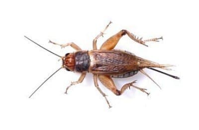 Swell Reptiles Livefood Silent Brown Cricket - Medium (Tub of 500) 8-12mm