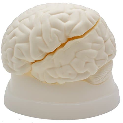 Human Brain Model,3 Parts,Kouber Human Anatomical Model,Life Size,6" x 6" x 4"