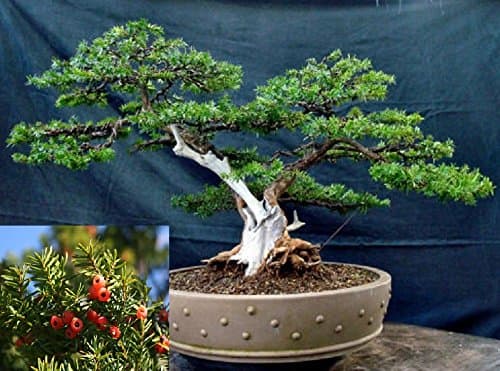 Taxus Cuspidata Japanese Yew Japones TejoEvergreen Bonsai Tree Fresh Seeds