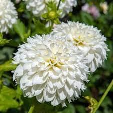Flower Bulbs IMP. Dahlia | Dhalia | Dahalia Perennial Flower Bulbs Excellent Quality Attractive Aromatic Flower Home Outdoor Gardening Flowering Bulbs (Pack Of 4 The Snow Country)