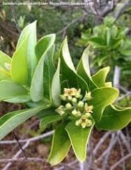 Royal Hawaiian Sandalwood,Santalum, Iliahi Seeds
