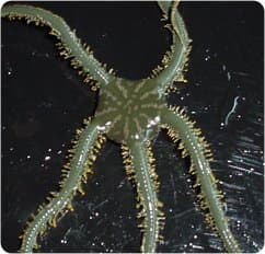 Green Brittle Starfish - Ophiarachna incrassata - Live Saltwater Aquarium Invertebrate