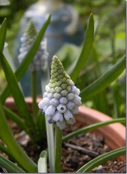 MuscariImported Veriety, Muskari grape hyacinth flower bulbs for home gardening (PACK OF 2, Multicolour)