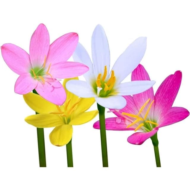 Rain Lily Flower Bulbs For Rainy Season Your Monsoon Gardening Set Of 10 Bulbs
