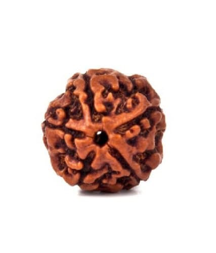 Divine Miracles Natural Rudraksha Natural Five Face (Panch Mukhi) Rudraksha ( Brown )
