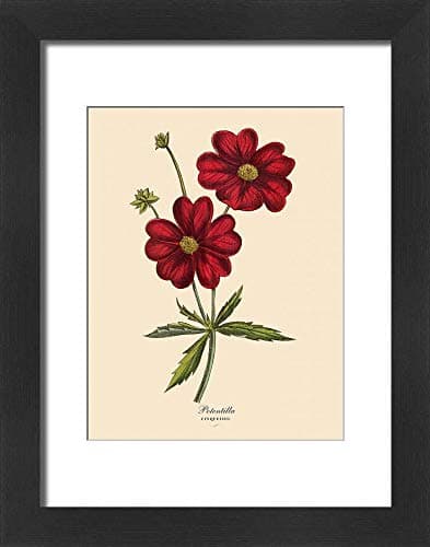 Media StorehouseFramed 16x12 Photo of Potentilla or Cinquefoil Plant, Victorian Botanical Illustration (11772500)