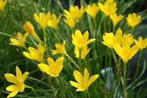 Urban Gardens Rain Lily Yellow (Zephyranthus Sulphurea) - Set Of 5