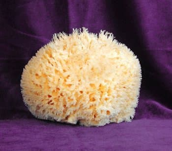 Superior Natural Sea Wool Sponge 6 inches long approx - Softest Natural Bath Sponge