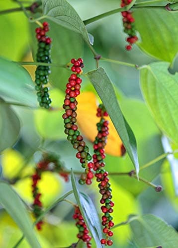 Black Pepper Piper Nigrum Live Plant- Healthy Grown Pesticide Free Non GMO- Each 4" to 6" Tall- Make Your Own Peppercorn