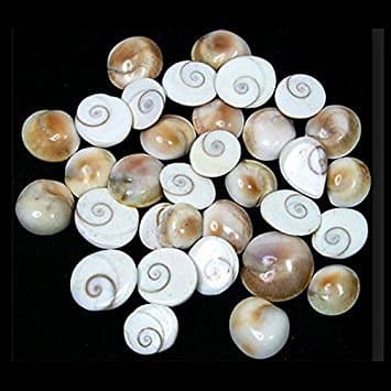 IndianStore4All 25 Pcs Gomti Chakra for Wealth, Health & Success
