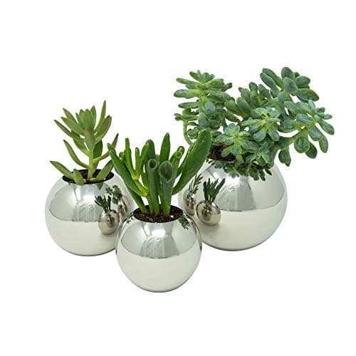 Polished Stainless Steel Planter - Mirror Finish Metal Plant Pot for Succulents, Cactus & Small Plants - for Desk, Window or Modern Kitchen (Polished Stainless, Sm/Med/Lg Set)