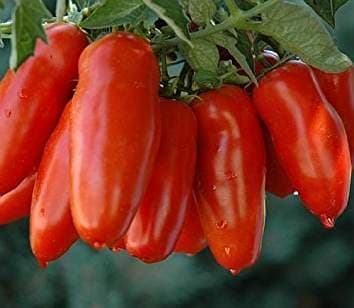 VANI IMPEX San Marzano Tomato Heirloom (Pack of 30, 2 Packets)