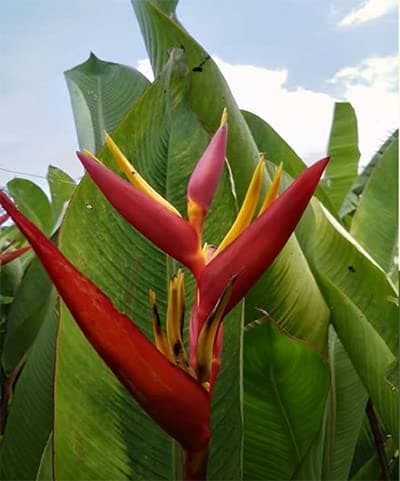 GREEN BRIGADE HORTICULTURE Heliconia Xmas Red 5 Rhizomes