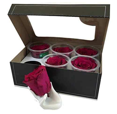 KIKA DECO Preserved Roses Head Pack (Medium 6 Pack, Ruby)