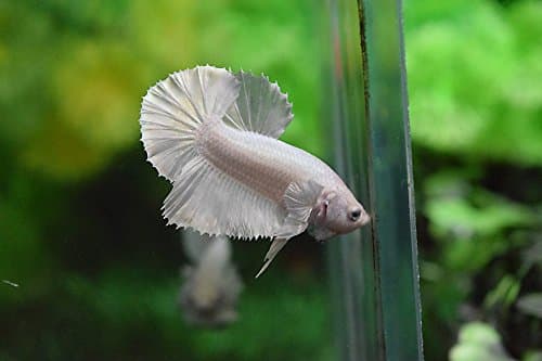 Betta Fish White Platinum HMPK Male