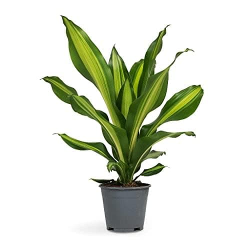 Garden Art live indoor plant (Dracaena Massangeana)