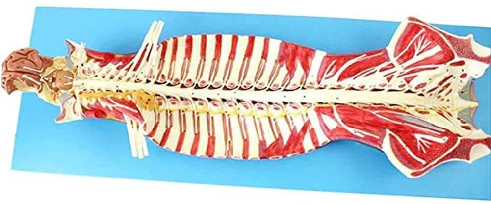 Anatomy Model, Learning Props Spinal Nerve Model Inside Spinal Canal, This Model Mainly Shows The Internal Anatomy of Spinal Canal and The Structure of Spinal Nerve- GPI Anatomicals Compatible with Me