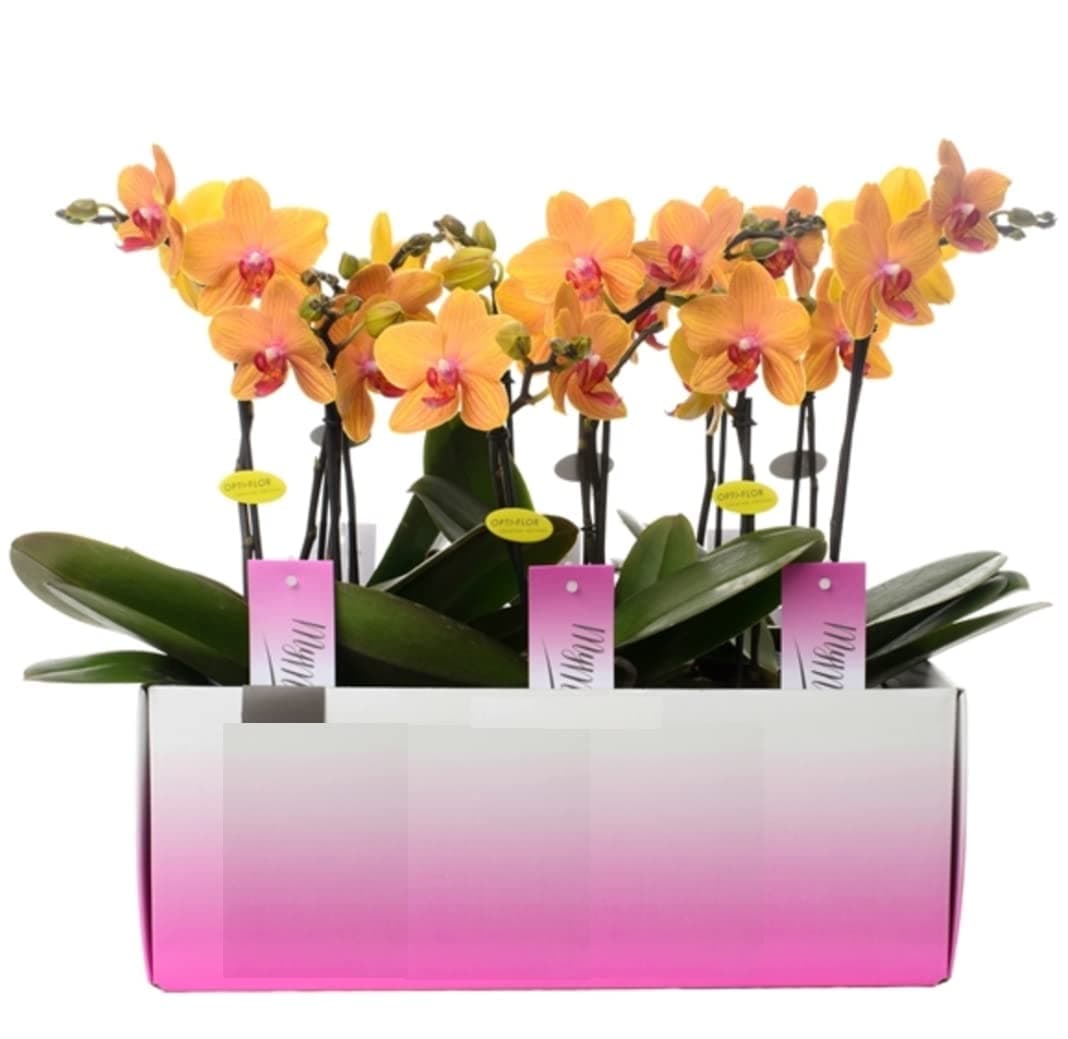 Live Phalaenopsis Orchid mymonro Bronzer in 12 cm Pot 2 br 45 cm
