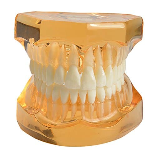 Dental Study Tooth Model - Typodont Adult Studying teeth Model