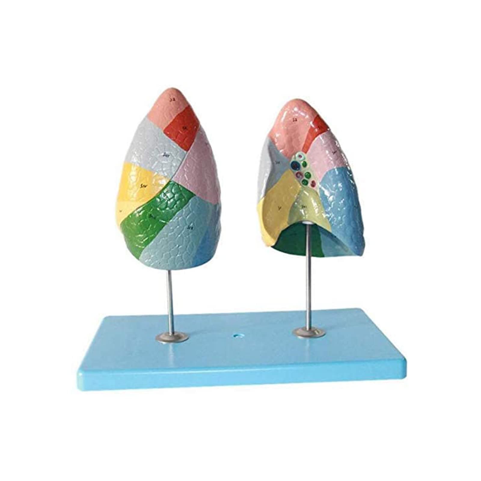 Lung Anatomical, Lung Model Set, Human Lung Anatomical Model, Human Anatomy Model Respiratory Segmentation System for Science Classroom Study Display Teaching Medical