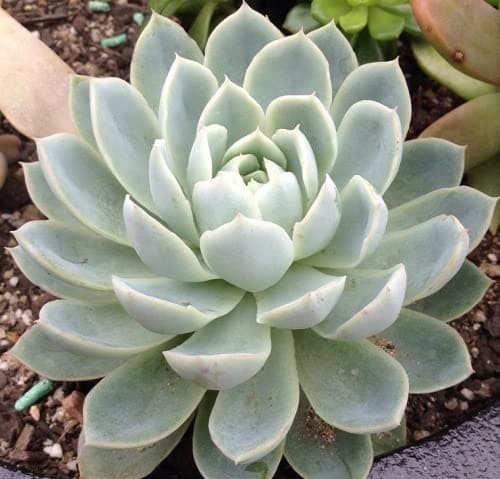 Trendygreens Original Laxmi Kamal Sempervivum Live Succulent Plant