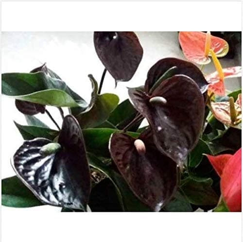100 Black anthurium Seeds Indoor Potted hydroponic Flowers Plants Home Gardening