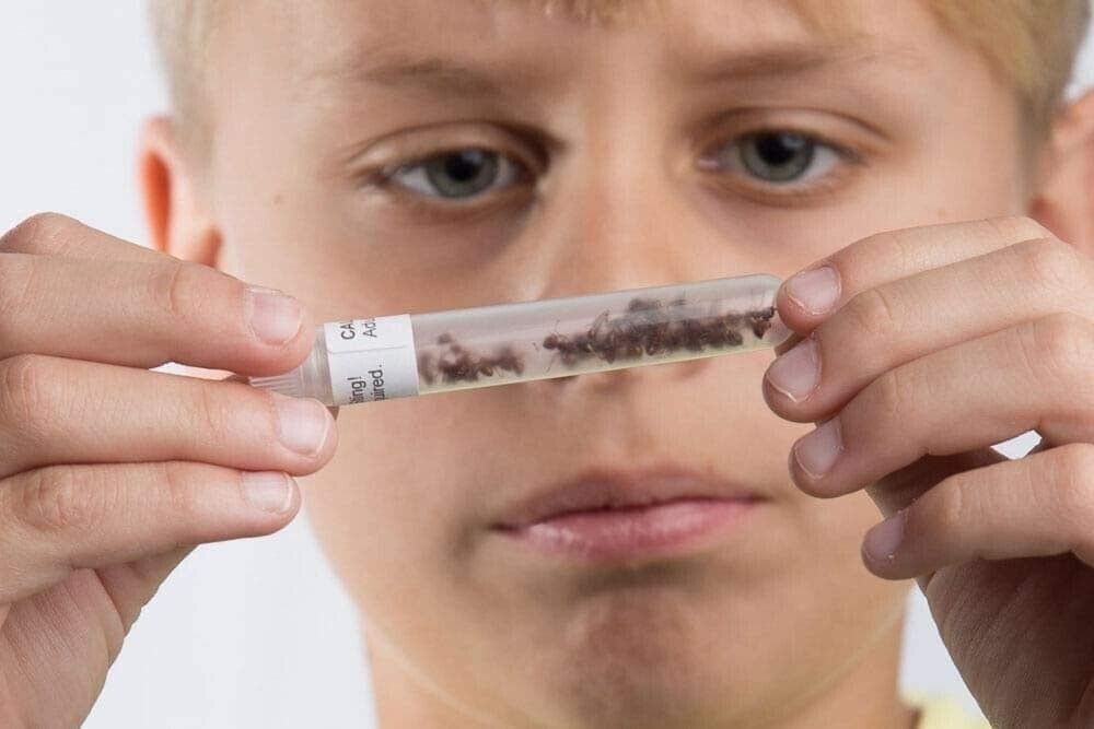 Live Red Desert Harvester Ant Refill Kit for Ant Farms - 60+ Ants (2 Day)