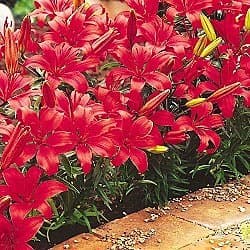 SPRING HILL NURSERIES Red Carpet Border Lily