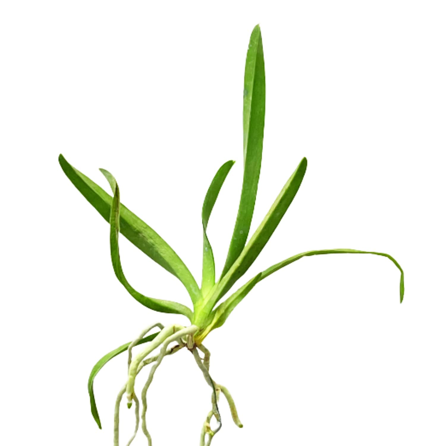 Planterest - Live Vanda Hybrid SM Blue Fragrant Orchids Plant BUY2GET1FREE