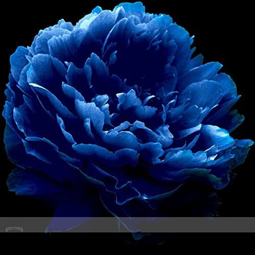 Very Rare 'Luo Yang' Dark Blue Tree Peony Flower Seeds, Professional Pack, 5 Seeds / Pack, New Variety Light up Your Garden