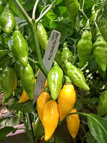 PlenTree 10 Pepper Seeds, Beni Highland Chili