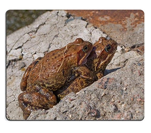 Liili Mouse Pad Natural Rubber Mousepad IMAGE ID: 4781222 Frog animal amphibian on nature with eye close up
