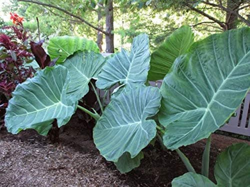 Colocasia Gigantea 'Thai Giant' Elephant Ear Plant (2 Starter Plants)