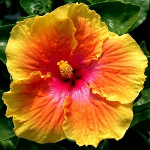 MABES WAREHOUSE 10 Rare Yellow Orange Hibiscus Seeds Giant Dinner Plate Flower Garden Exotic