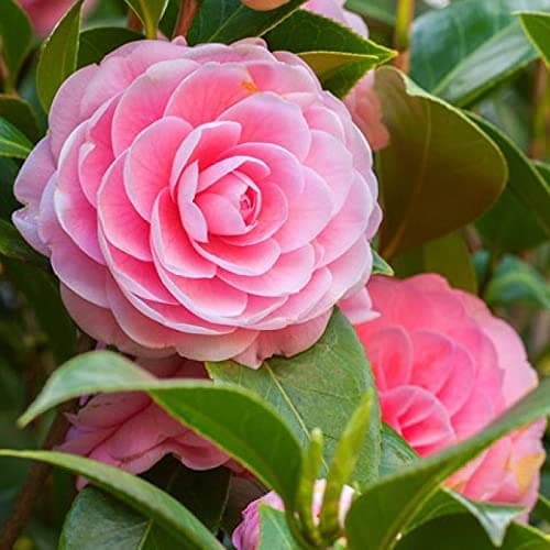ORGANIX.ROSA BY THE ROOP NURSERY Organix.Rosa Camellia Flower Live Plant By The Roop Nursery