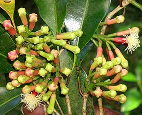 Greenish Valley Clove Laung Spice Plant - Healthy Rare Plant