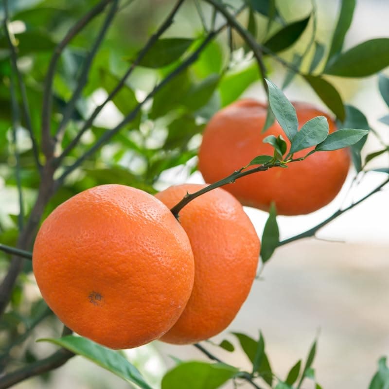 Murcott Mandarin Tree, Tangerine Tree, Murcott Citrus Fruit Tree, Tangerine Fruit Tree 2 Feet Tall from The Pot Base No Ship to CA