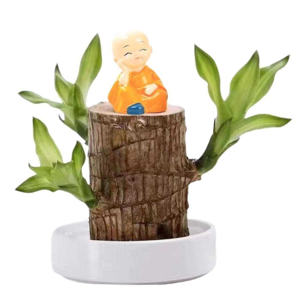 Brazilian Wood Lucky Bamboo Plant Brazilian Wood Plant Decor, Mini Brazil Lucky Wood Lucky Bamboo Plants Indoor Live Indoor Office Desktop Plant