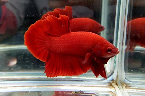 Plakat Betta Fish Super RED HMPK Male