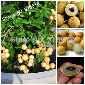 Fruit bonsai 5pcs RARE Dwarf Longan Sri Chompoo aka Dragon Eye Exotic Fruit Seeds in container