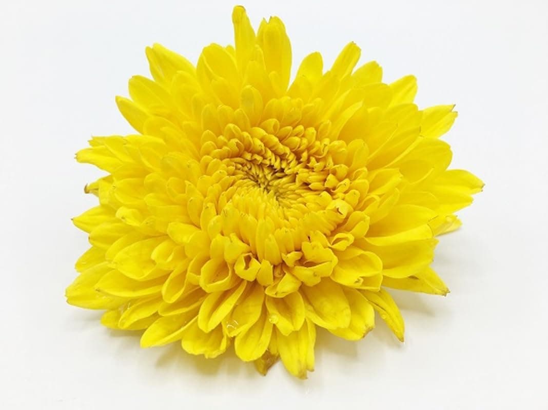 Chrysanthemum Flowers-Yellow (Pack of 200g)