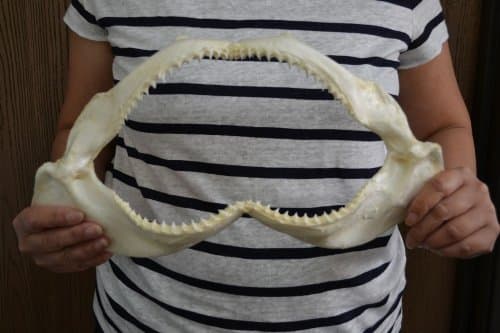 Real Spinner Shark Teeth Tooth Jaw Mouth 15"