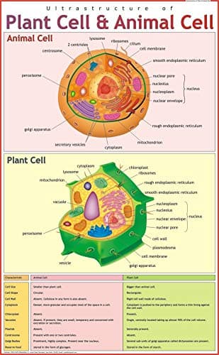 Ultra-structure of Plant Cell & Animal Cell