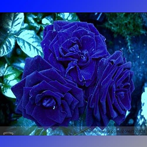 50 Seeds / Pack, Rare Heirloom 3-Flower Blue Damask Rose Bush Flower Seeds
