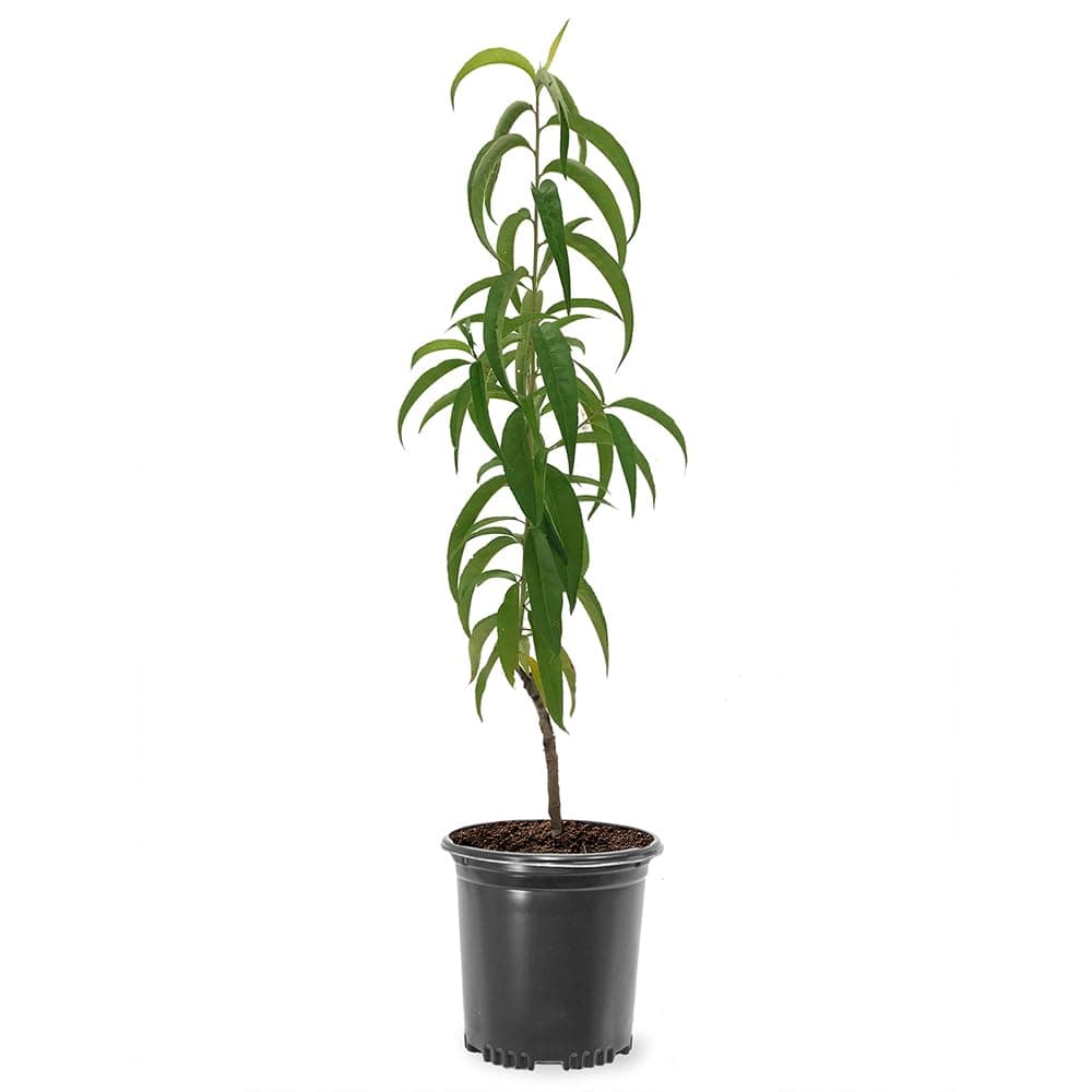 Elberta Peach Tree, Heirloom Variety, Pink Flowering, Self-Pollinator, 1 gal Nursery Pot, 1-2 ft Tree Height (Due to Agricultural Laws, we Cannot Ship to CA, AZ, AK, or HI)