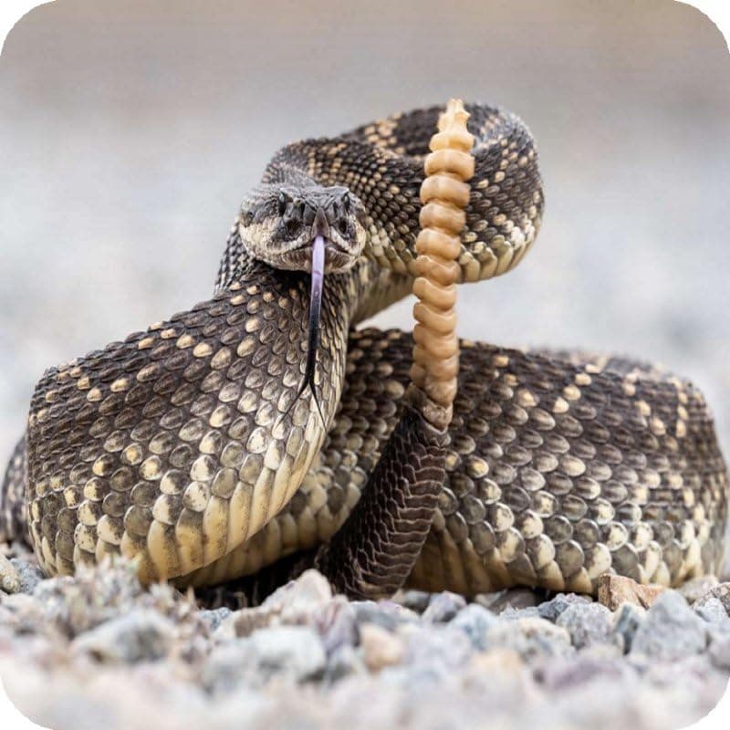 Pack Of Six Rattlesnake Wildlife Aluminium Coasters With Cork Feet And Gift Box