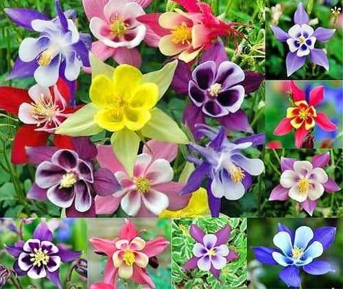 200 Columbine McKana Giants Flower Seeds, Perennial Colorful Attracts Bees and Hummingbirds from USA Aquilegia caerulea