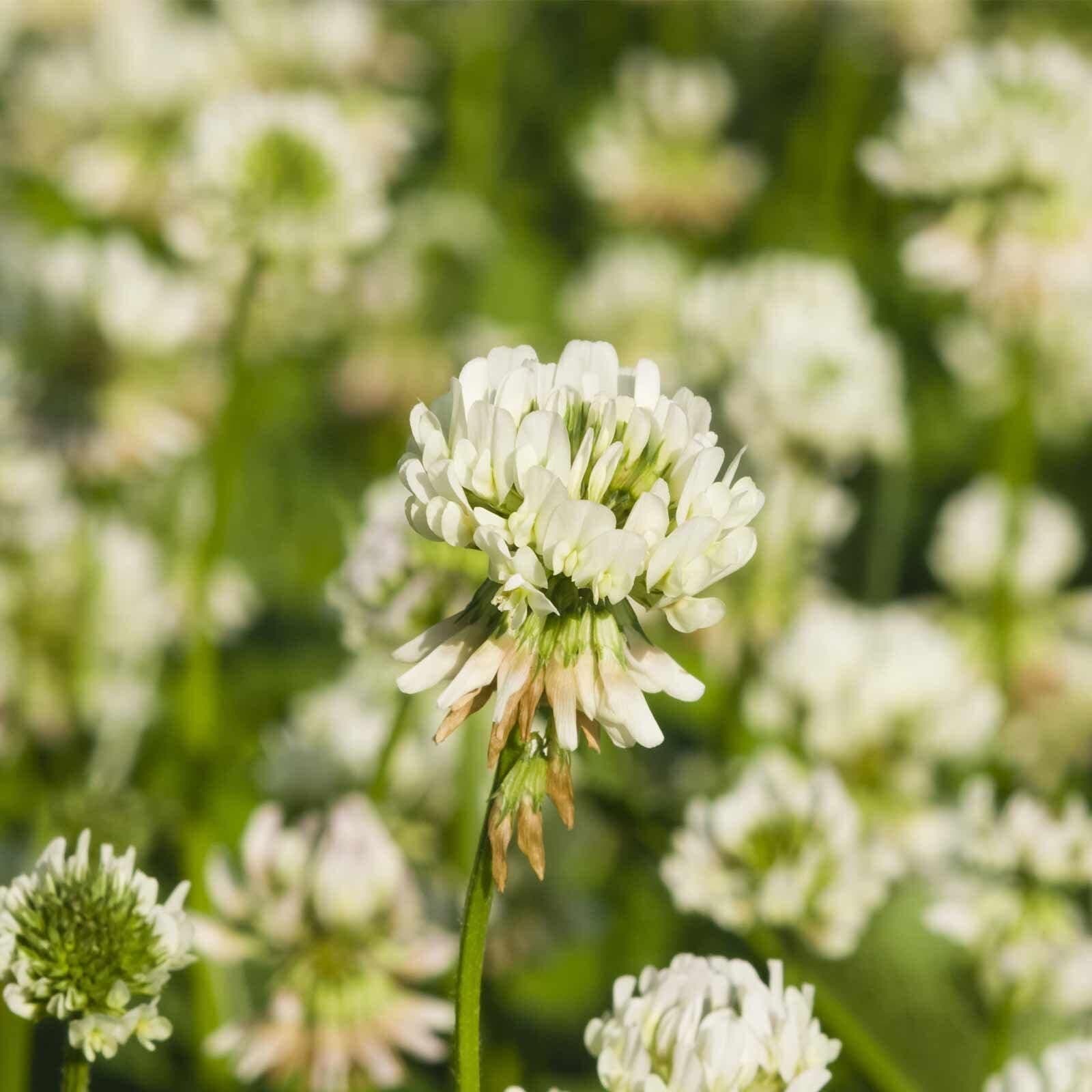 White Dutch Clover Seeds - 1 Lb - Lawn, Pasture & Cover Crop Seeds by Mountain Valley Seed Company…