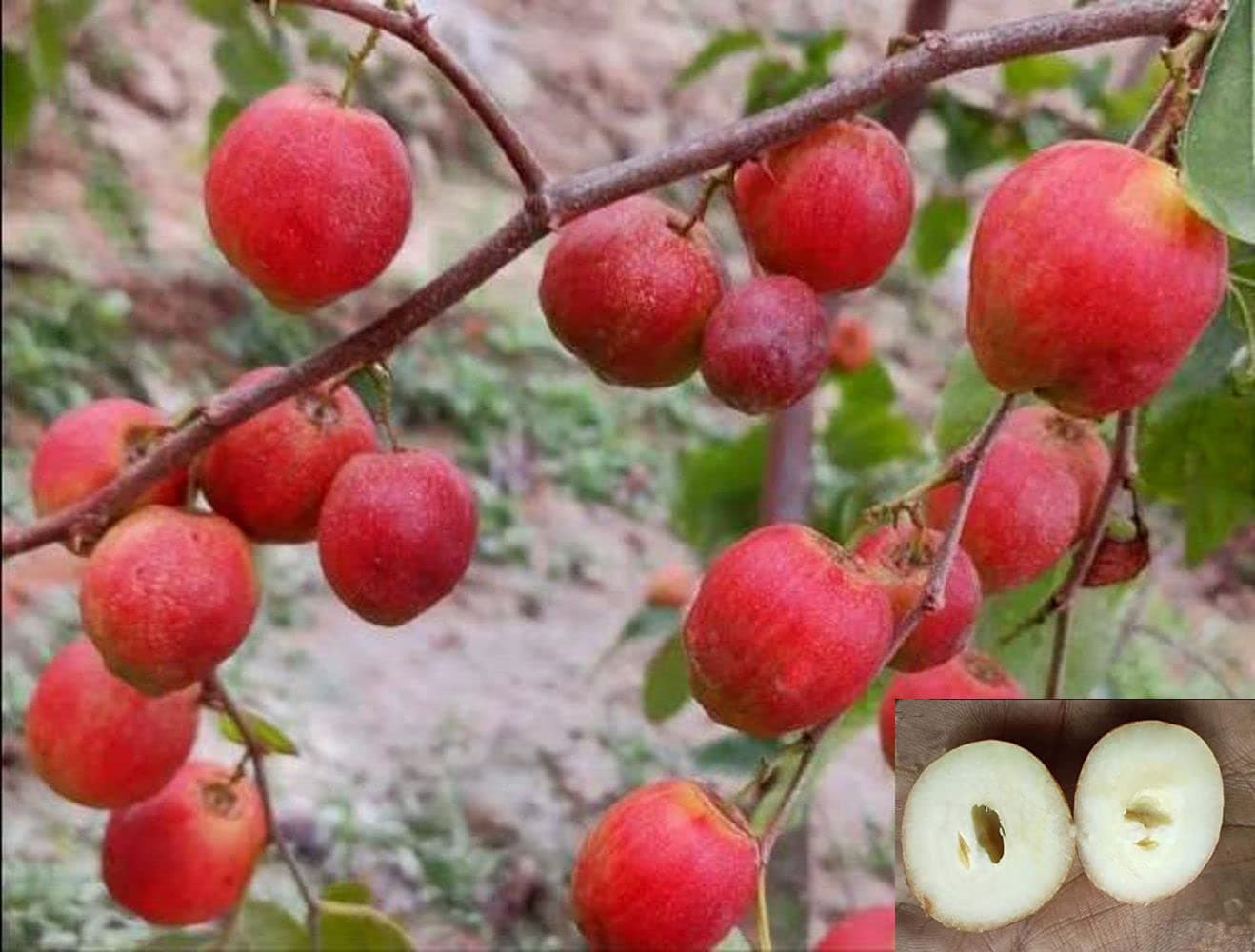 HAPING Jujube Seedless Apple Ber Variety Fruit Grafted Live Plants & Tree(1-1.5 Ft Size)