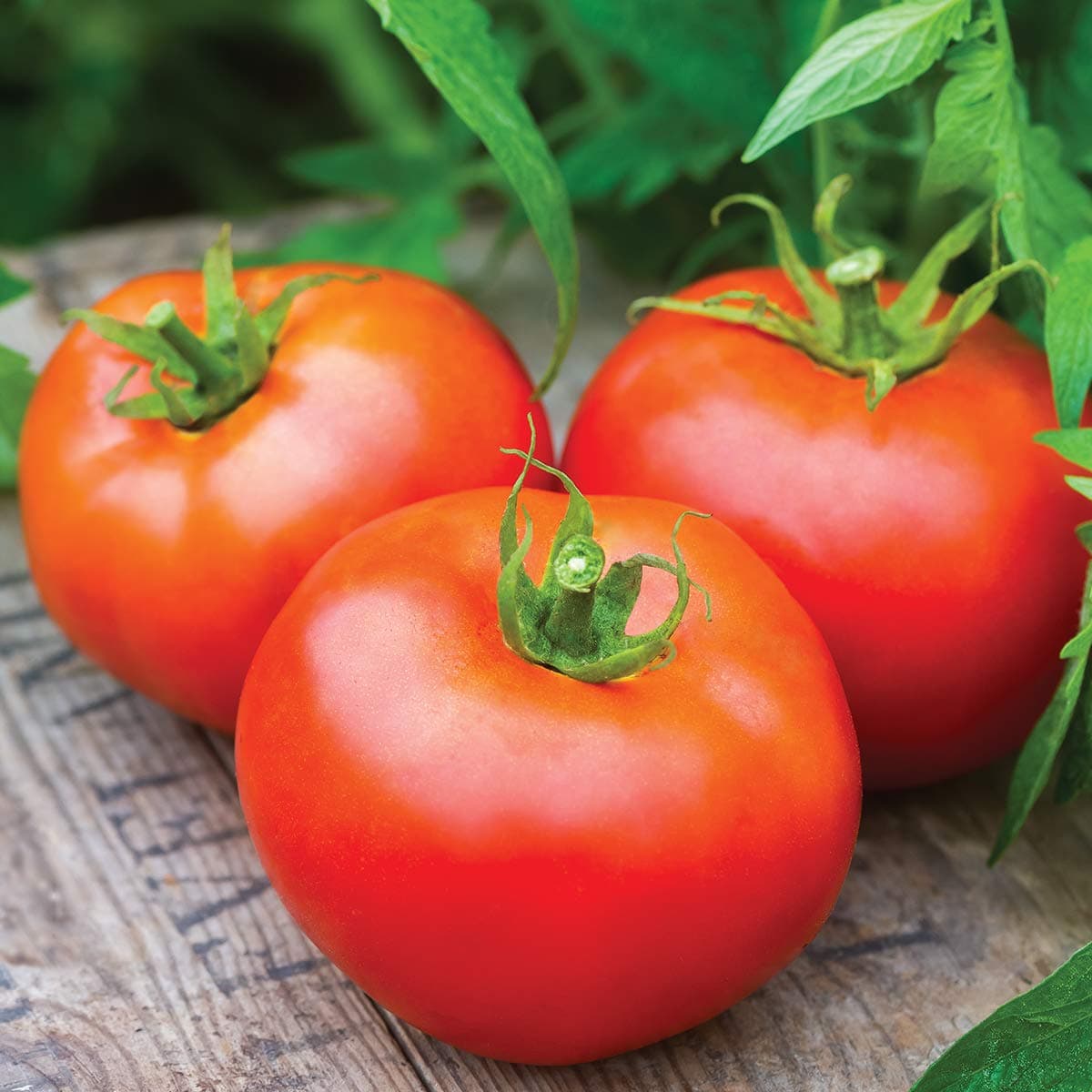 Burpee 'Tasi-Lee' Hybrid | Red Slicing Tomato | Sweet Flavor | 15 Seeds
